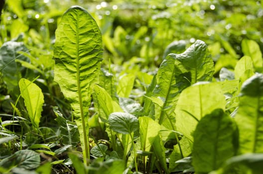 Taraxacum, green dandelion leaves in sun light with leaf venes