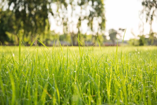 Paddy in the country of Thailand. Field