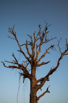 Dry tree in country of Thailand. Arid