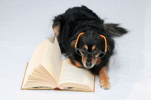 One intelligent Black Dog Reading a Book on a White Background