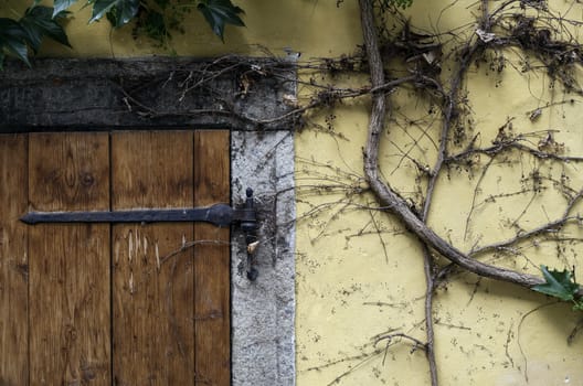 Detail of door and ivy on house facade.