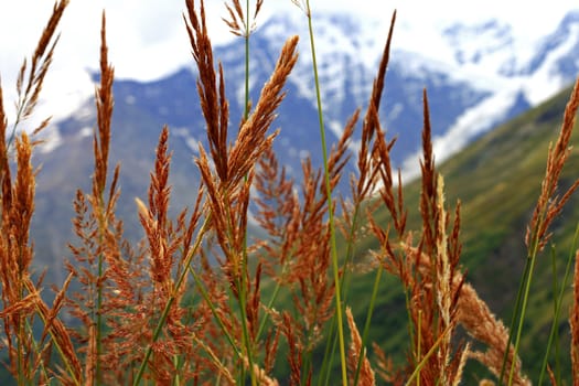 Ears of yellow grass growing on the meadow
