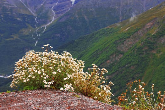 Caucasus mountain landscape and bush of camomiles