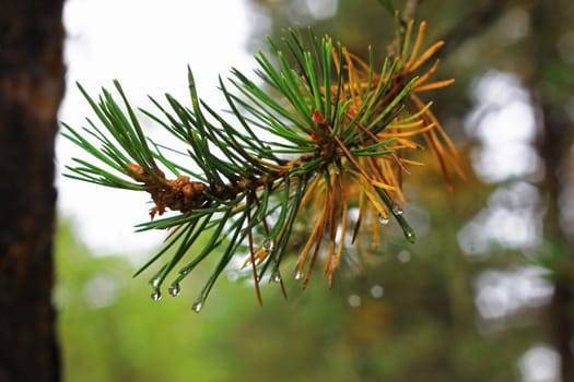 Water drops on fir tree after rain