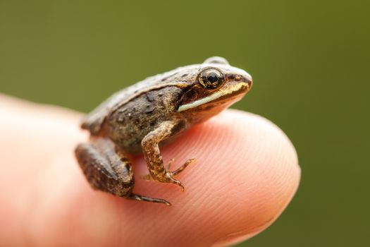 Miniature from sitting on a Humain Finger (index) so we can see how small the frog is