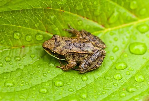 Miniature from sitting on a Wet Leaf in Forest