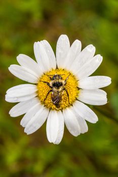 Closeup of a Bee Perfectly Centered on a Daisy Flower with water drop. Picture taken during the early Morning with a Soft Side Light