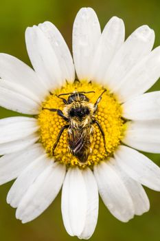 Closeup of a Bee Perfectly Centered on a Daisy Flower with water drop. Picture taken during the early Morning with a Soft Side Light