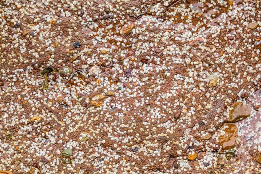 Some white Balanus glandula on a rock that create a natural texture