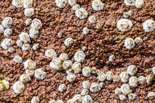 Macro (extreme closeup) of Some miniature white Balanus glandula on a rock while the Tide was Low