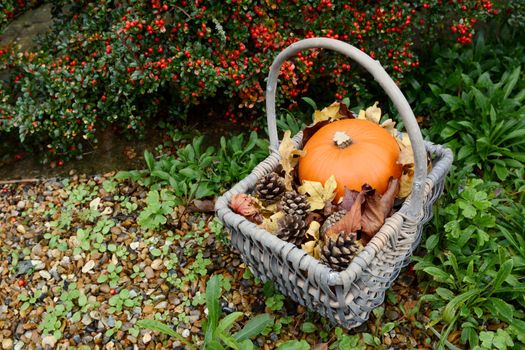 Fall-themed basket with pumpkin, fir cones and leaves against red cotoneaster berries