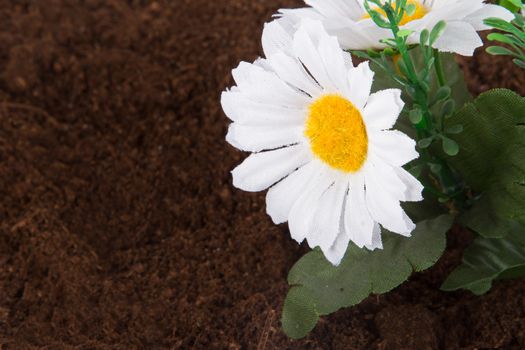 Artificial flower on soil.