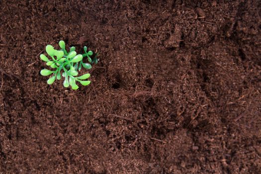 Artificial flower on soil.