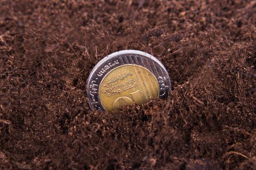 Single coin growing in soil.