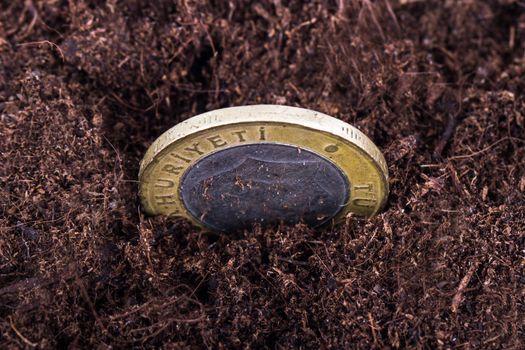 Single coin in soil for growing.