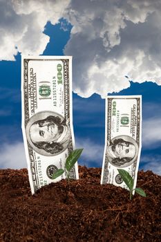 One hundred dollar banknotes on soil for growing with cloudy background.