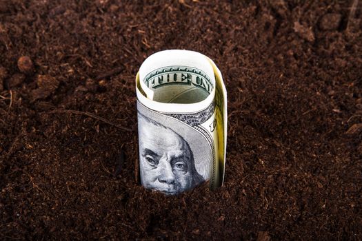 One hundred dollar bill money growing in soil.