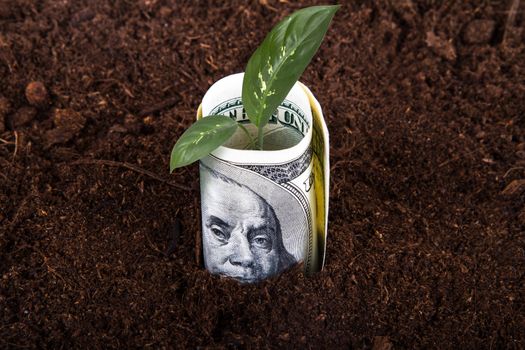 One hundred dollar bill money growing in soil with green plant leaves.
