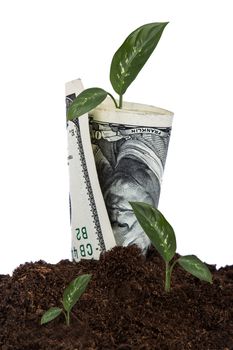 One hundred dollar bill growing in soil with green plants, isolated on white background.