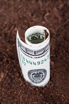 Close up view of one hundred dollar banknote growing in soil.