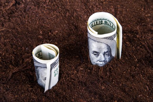 One hundred dollar bills growing in soil.