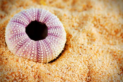 Beautiful green sea urchin (Strongylocentrotus droebachiensis) endoskeleton on sand, hdr with vignette