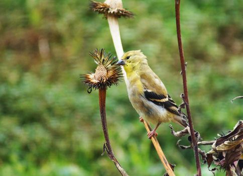 Yellow bird, American goldfinch, Carduelis tristis, in winter plumage eating cone flower seeds