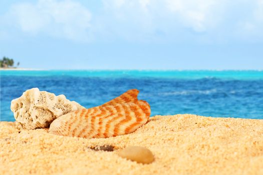 Shell and coral on sandy Caribbean beach, vacation or holiday concept