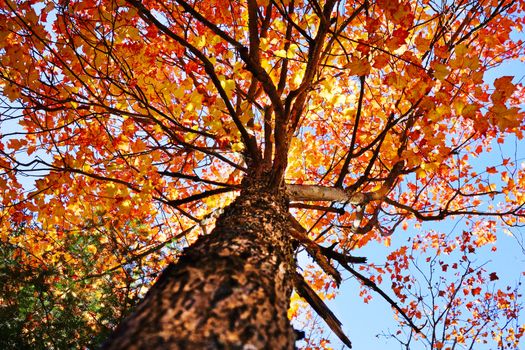 Looking up under a sugar maple tree during the fall or autumn, beautiful orange and yellow leaves