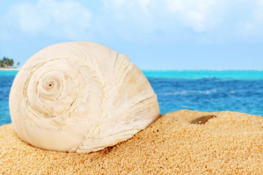 Large snail shell on the beach sand with Caribbean sea background