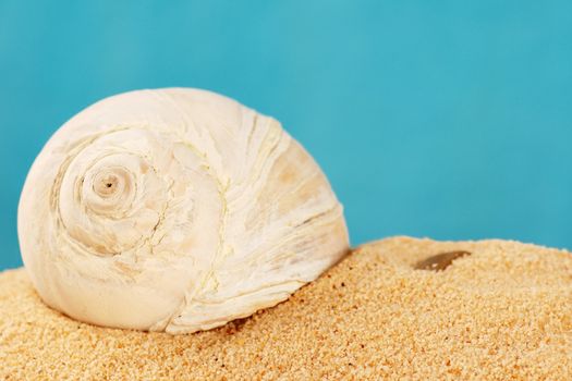 Large snail shell on the beach sand