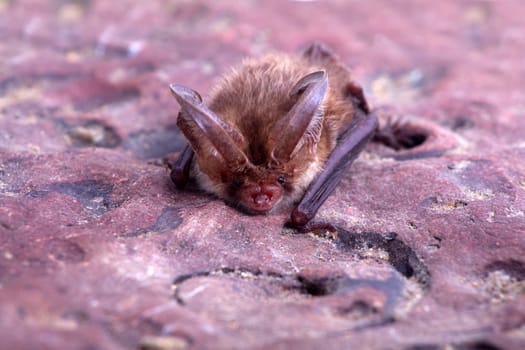 bat close up on a stone background