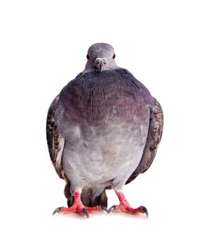 pigeon on a white background close up