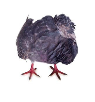 pigeon on a white background close up