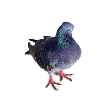 pigeon on a white background close up