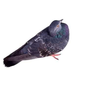 pigeon on a white background close up