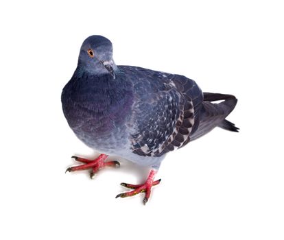 pigeon on a white background close up