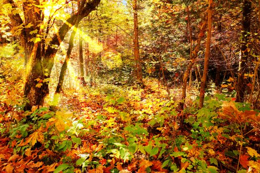 Beautiful enchanted forest during fall or autumn, great fairy tale background, hdr and bokeh