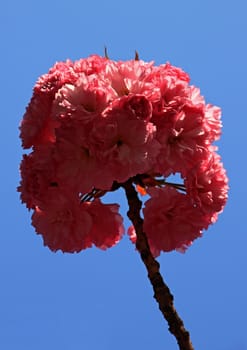 branch of blossoming cherry tree over blue sky
