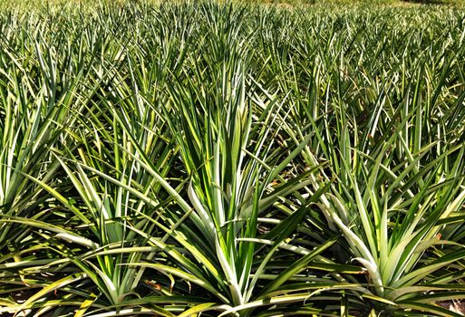 Closeup Green Pineapple plantation in summer day