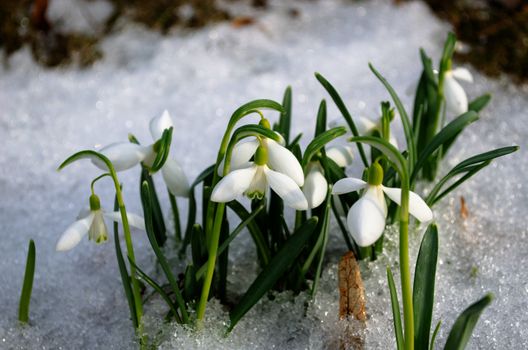spring snowdrop snowflake flowers blooms between snow in forest. white seasonal beauty.
