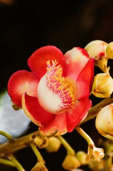 Shorea robusta or Cannonball flower from the  tree