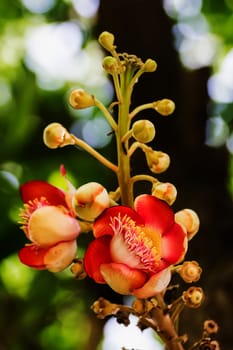 Shorea robusta or Cannonball flower from the  tree