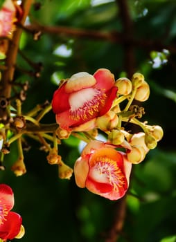 Shorea robusta or Cannonball flower from the  tree