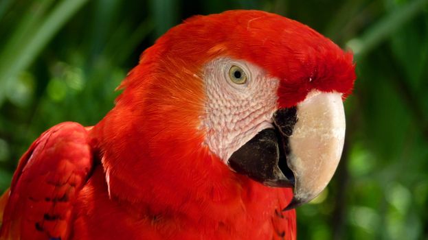 Colorful scarlet macaw perched on a branch, Mexico