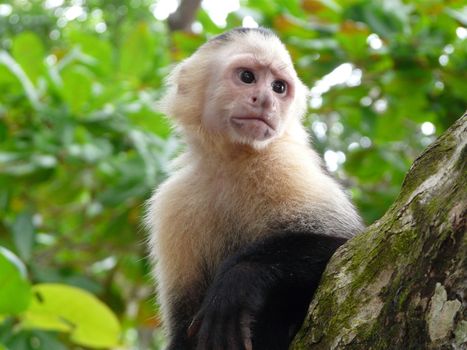White-faced capuchin monkey, national park of Cahuita, Caribbean, Costa Rica
