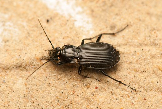 Pterostichus niger