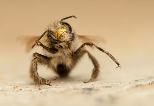 Bee