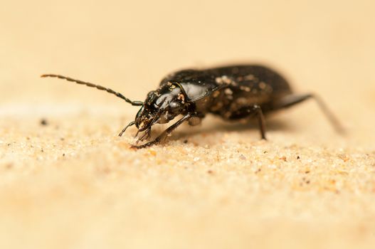 Pterostichus niger