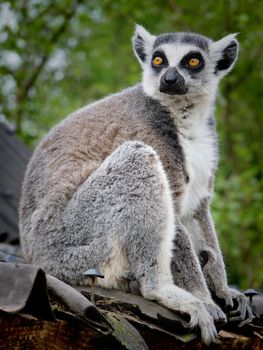 Ring-tailed Lemur